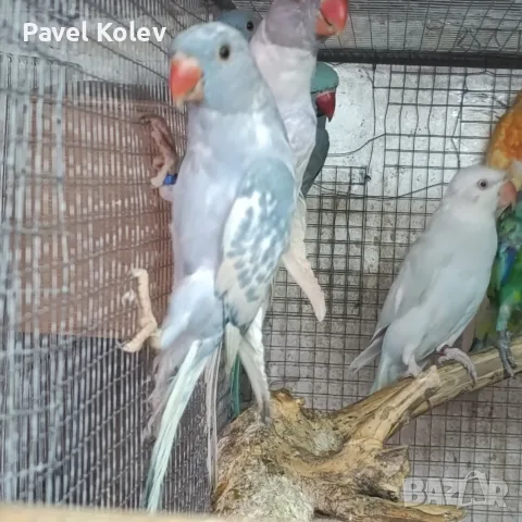 Различни видове птици , снимка 7 - Папагали - 55515067