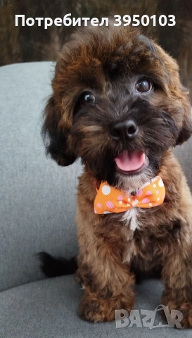 Shih poo /Mini poodle, снимка 4 - Пудели - 54633510