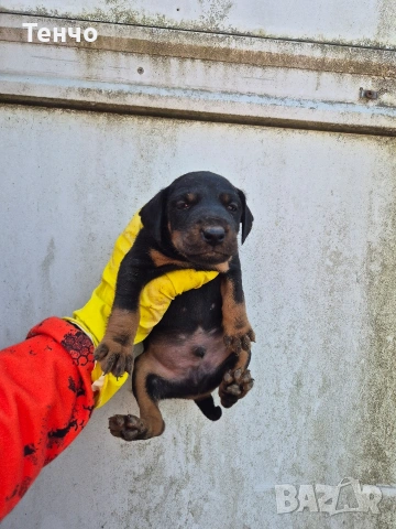 Ягдтериери