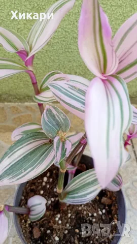Традесканция  Tradescantia Nanouk /  Хлорофитум Chlorophytum comosum , снимка 4 - Стайни растения - 55329443