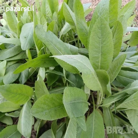 КАЛОФЕРЧЕ - разсад
