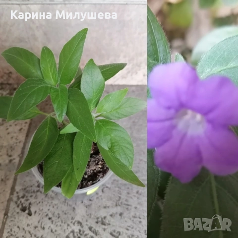 Продавам различни цветя, снимка 7 - Стайни растения - 19367768