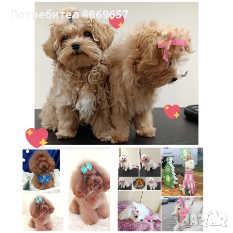 Истински Teacup Maltipoo F1 до 1,5 кг – рядко момченце от бутикова селекция, снимка 3 - Пудели - 55077818