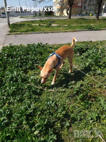 Сърнист Пинчер, снимка 2 - Пинчер - 54335405