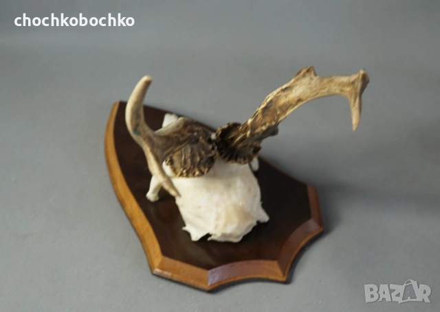 Стар ловен трофей - череп с рога на сърандак, снимка 4 - Антикварни и старинни предмети - 54750276