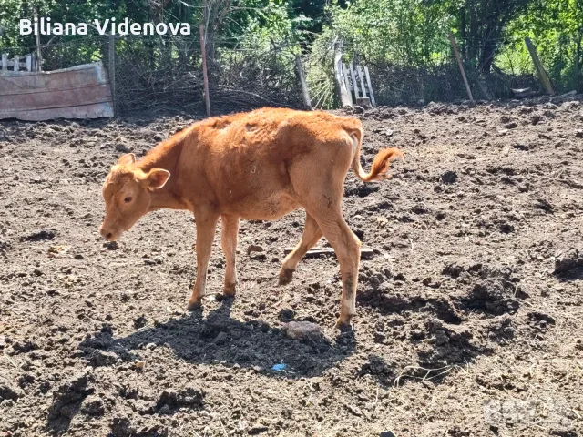 Продавам крави, юници и телета, снимка 15 - Крави - 55324137