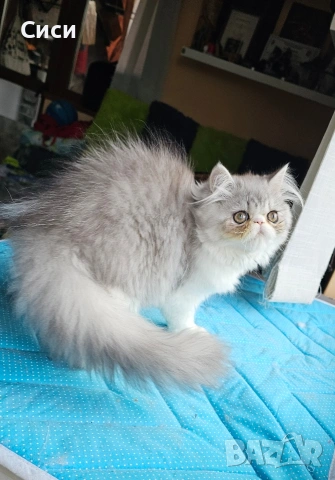 Персийски котенца , снимка 8 - Персийска - 55243080