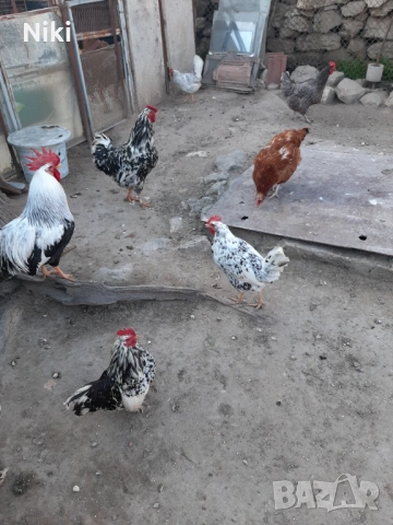 Продавам минало годишни кокошки 5бр.и два броя петли, снимка 3 - други­ - 54037469