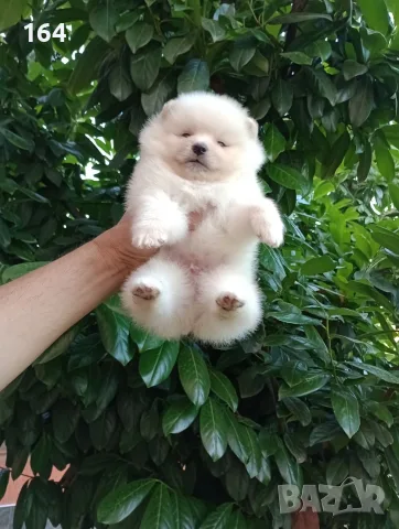 Бели момчета. Померани. , снимка 5 - Померан - 55425409