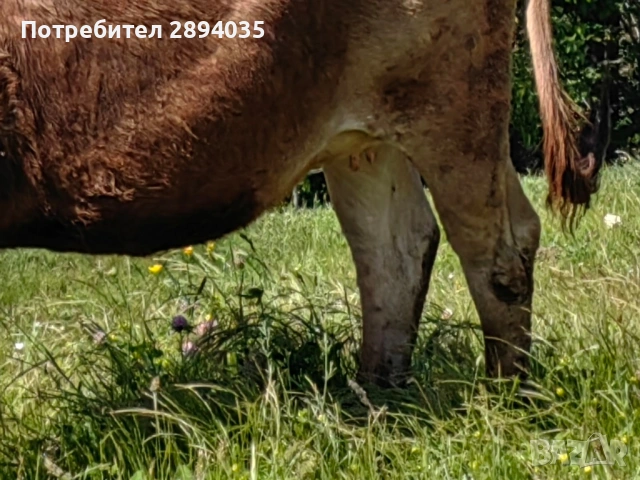 заплодени юнички , снимка 7 - Крави - 54847173
