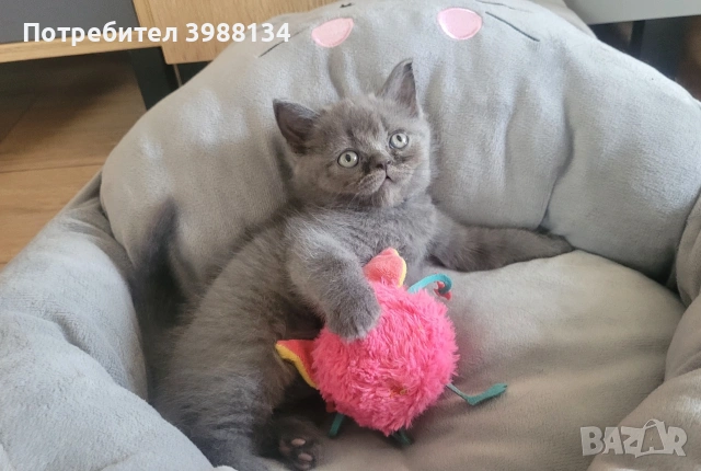 късокосмести британчета