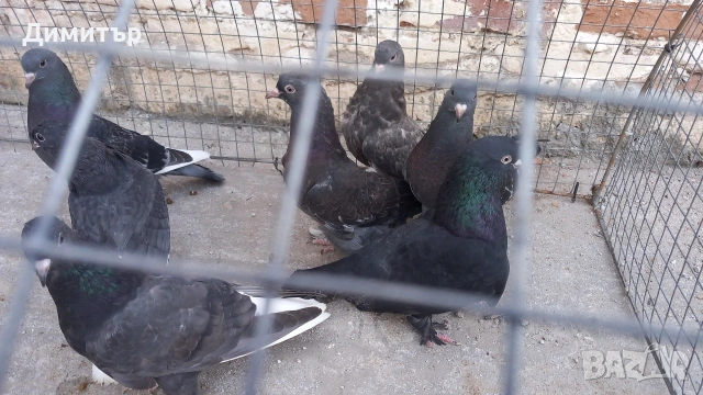 Продавам гълъби Мардини-Турски , снимка 4 - Гълъби - 54187164