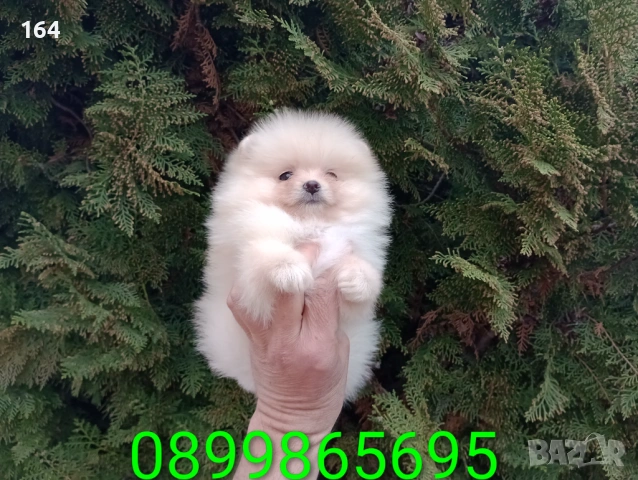 Померани. Реални снимки ! , снимка 11 - Померан - 53980464