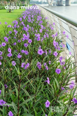 Руелия, Мексиканска петуния, Ruellia Purple Mexican Petunia!!!