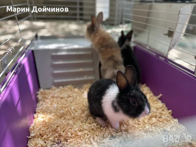 Декоративни зайци, Декоративен заек, снимка 5 - Декоративни зайчета - 54844192
