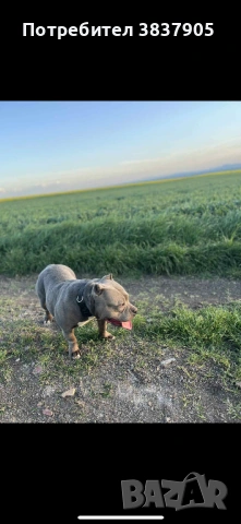 Американско були покет , снимка 2 - Други - 54245260