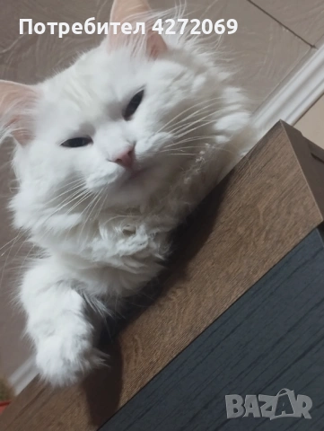 Подарява се бяло пухкаво коте