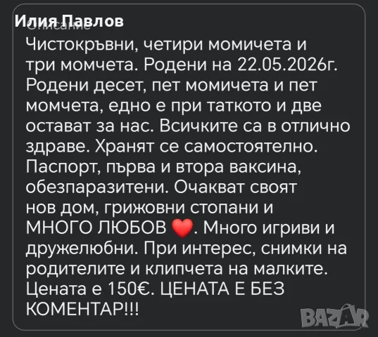 Джак Ръсел Териер, снимка 13 - Джак ръсел териер - 55279647