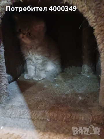 Продавам персийски женски котета, снимка 13 - Персийска - 54386975