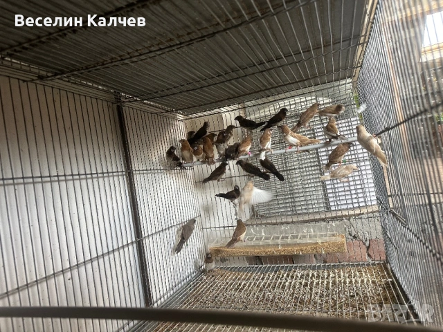 Амадини, снимка 5 - Амадини - 54916860