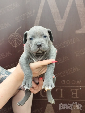 Американско Були Хл American bully Xl ABKC , снимка 18 - Други - 54806076