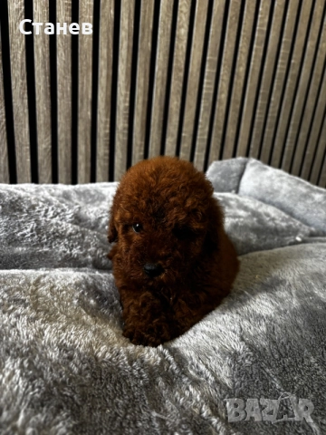 Мини пудели / Mini Poodles, снимка 3 - Пудели - 55286833