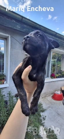Малки кученца. 🐶🐶🐶, снимка 2 - Други - 55235321