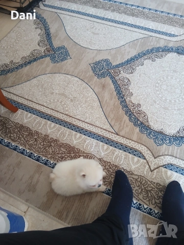Mini Pomeran, снимка 3 - Померан - 54685042