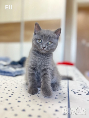 Мъжко шотландско правоухо коте