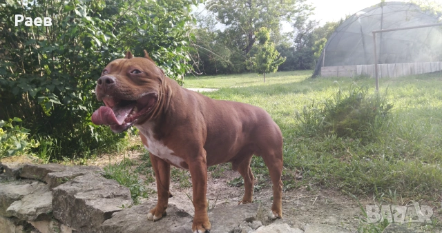 Американски питбул териер ,,Ред ноус''(American pitbull terrier Red nose), снимка 6 - Питбул - 54653295