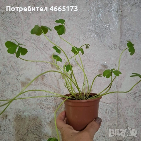 Оксалис/Детелина розова, снимка 11 - Градински цветя и растения - 54378067
