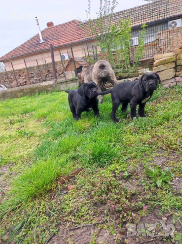 Женско кученце Кане Корсо , снимка 1