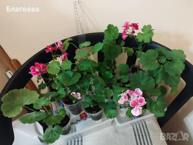 Комплект вкоренени резници Мушкато 10 бр - 11 €