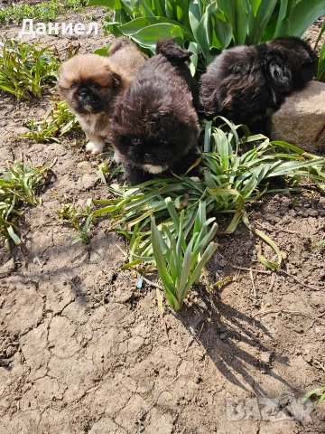 пекинези, снимка 2 - Пекинез - 53982097