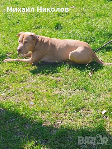 мъжки питбул за разплод, безплатно 
