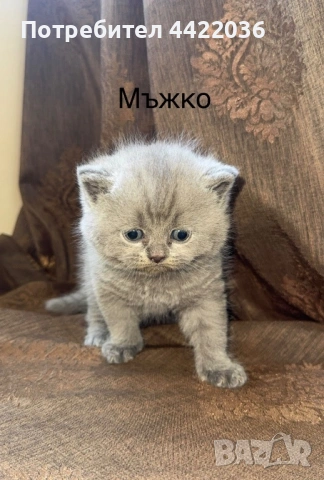 Чистокръвни британски котенца , снимка 7 - Британска късокосместа - 54682979