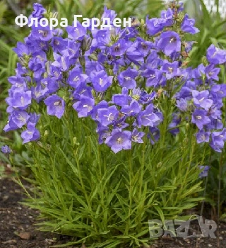 Кампанула, Камбанки многогодишни