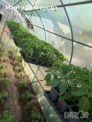 Разсад домати Нови Искър