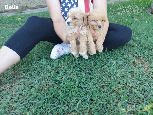 Малтипу/Maltipoo, снимка 11 - Пудели - 55166935