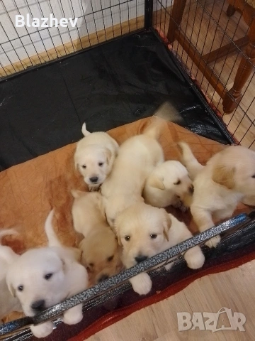 Лабрадор ретривър , снимка 7 - Лабрадор ретривър - 54367430