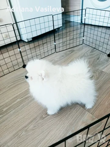 Мъжко померанче 