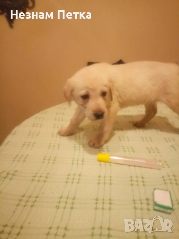 лабрадор ретривър, снимка 4 - Лабрадор ретривър - 53998654