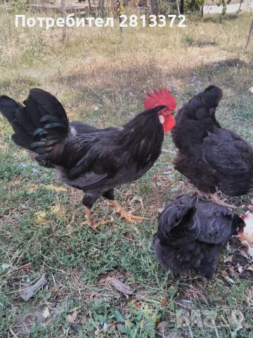 Петли Петел Черен Легхорн Leghorn, снимка 6 - други­ - 55251872