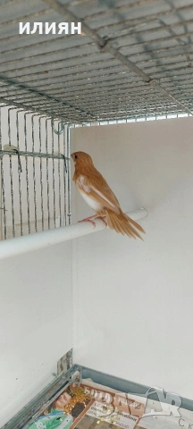 Чифт Японски амадини, снимка 3 - Амадини - 54234408