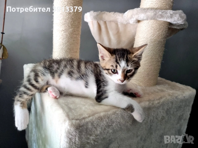 Подарявам мъжки котета!, снимка 4 - Други - 55104848