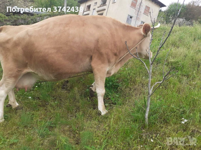 Продавам крава за доене, снимка 2 - Крави - 54609599