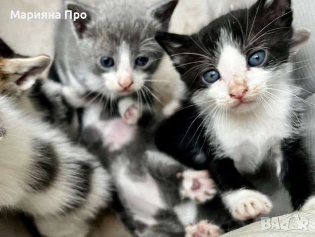 Подарявам малки котенца на  1 месец, снимка 3 - Други - 54511467