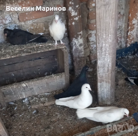 продавам  бели гьлаби  за сватби  балове и крь6енета, снимка 3 - Гълъби - 54529535
