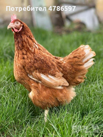 Кокошки за Яйца