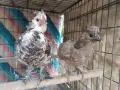 Мини кокошки декорация, снимка 2